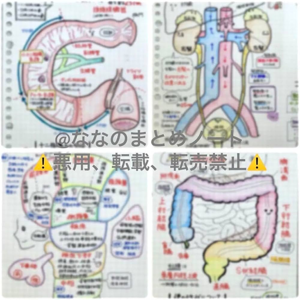 レビューブックに！】解剖生理学まとめノート 看護学生